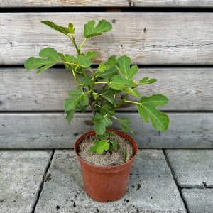 Ficus carica (Figovník obyčajný) ´BROWN TURKEY´ - kont. C2L, výška 40-50 cm (-20°C)